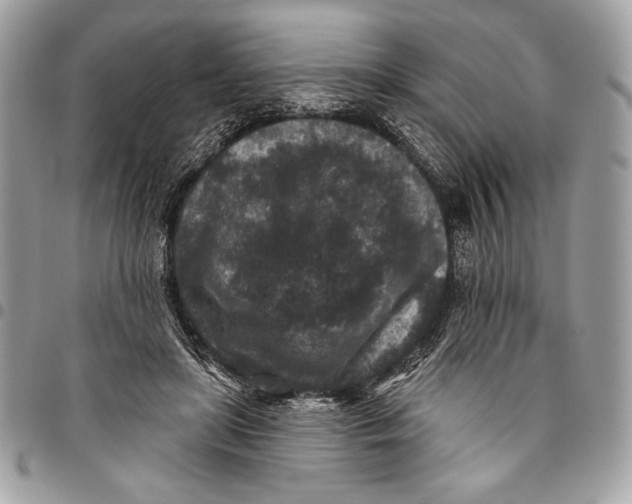 X0000096130451200802081329