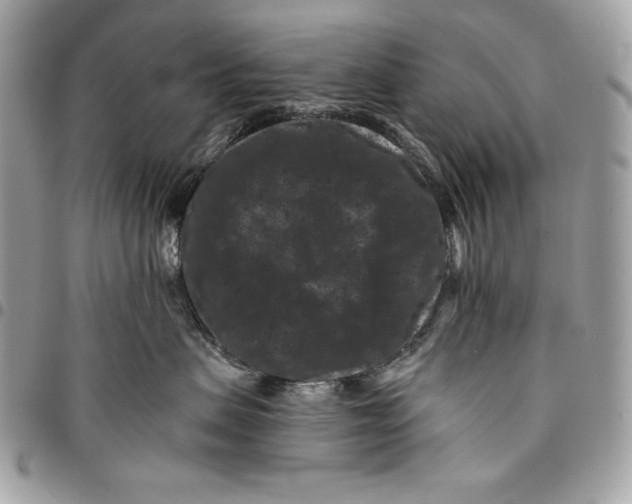 X0000096130479200802081330