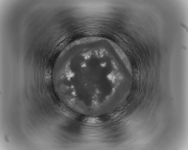 X0000096130507200802081329