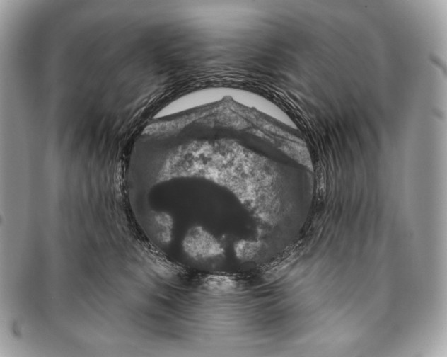 X0000096130519200802081328