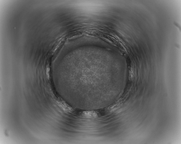 X0000096130520200802081328