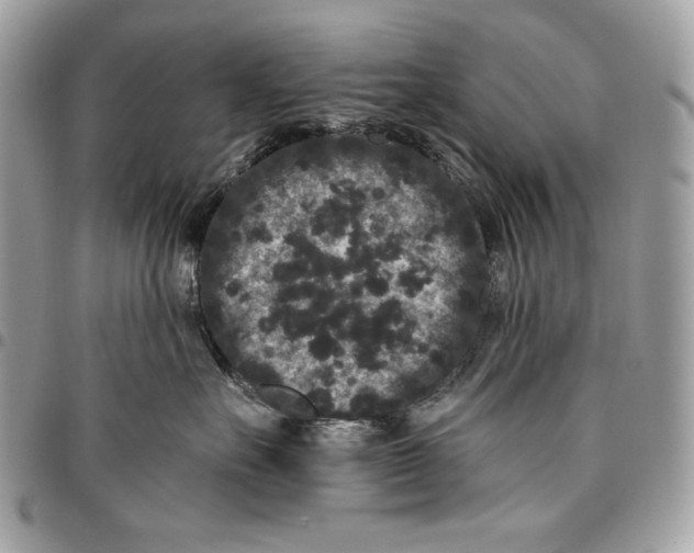 X0000096130527200802081328
