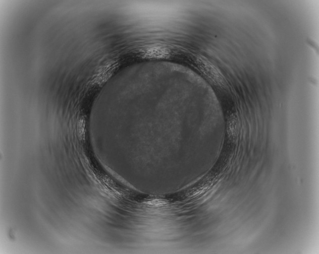 X0000096130551200802081328