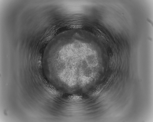 X0000096130553200802081328