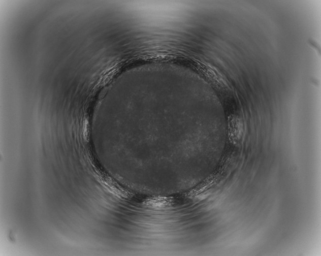 X0000096130563200802081328