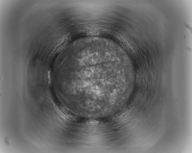 X0000096130598200802081327