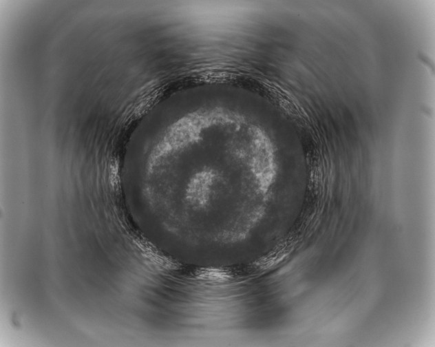 X0000096130610200802081327