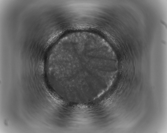 X0000096130640200802081326
