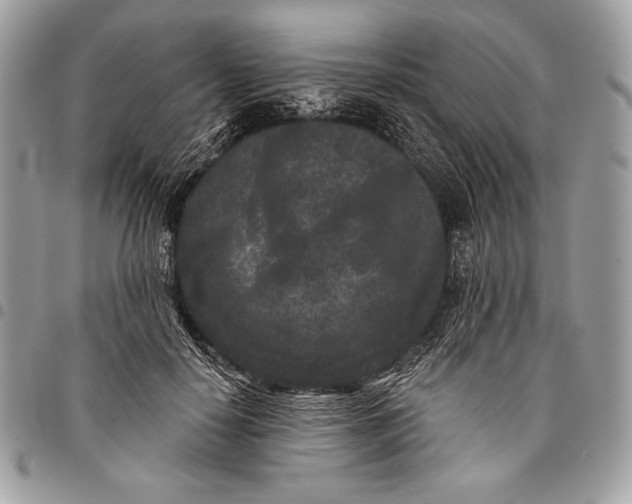 X0000096130650200802081326