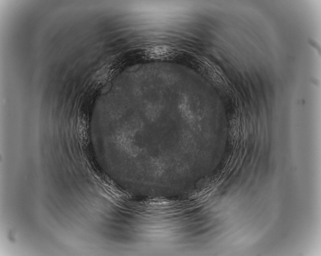 X0000096130653200802081327