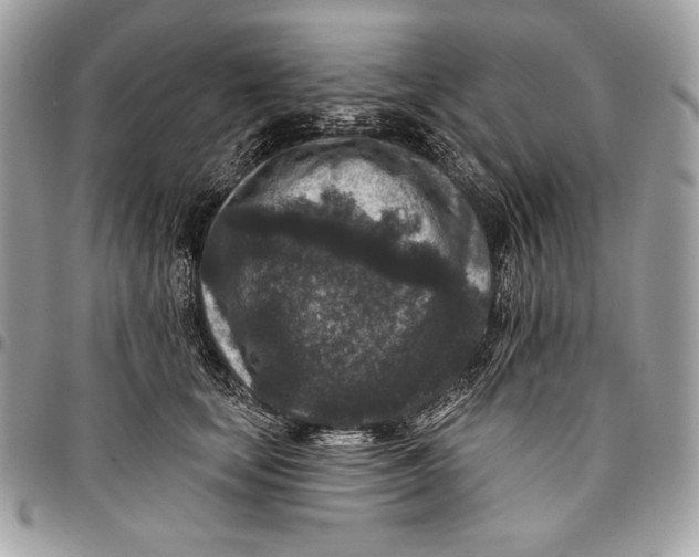 X0000096130659200802081327