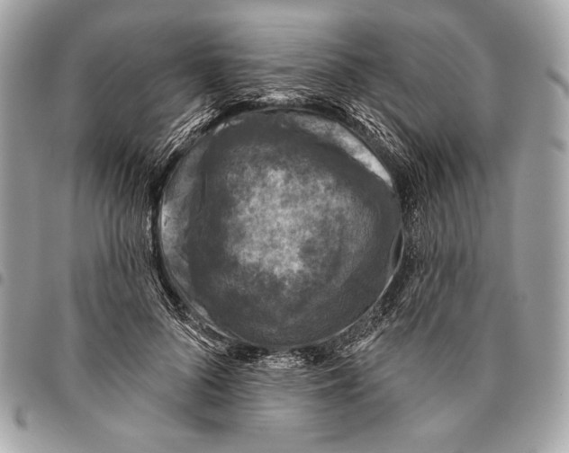 X0000096130696200802081326