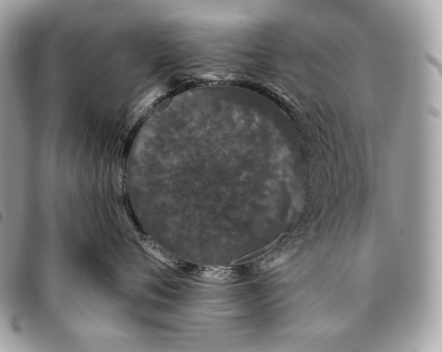 X0000096130720200802081325