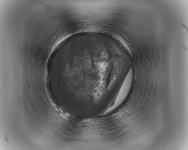 X0000096130724200802081325