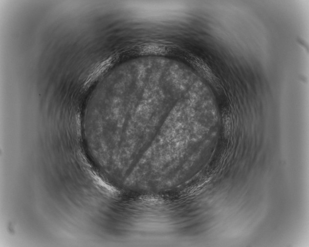 X0000096130729200802081325
