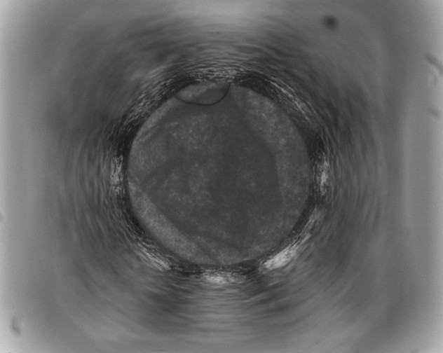 X0000096130818200802081323
