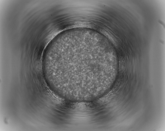 X0000096130828200802081323
