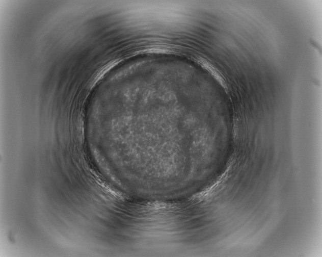 X0000096130829200802081323