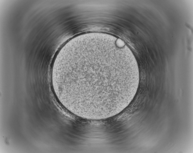 X0000096130848200802081324