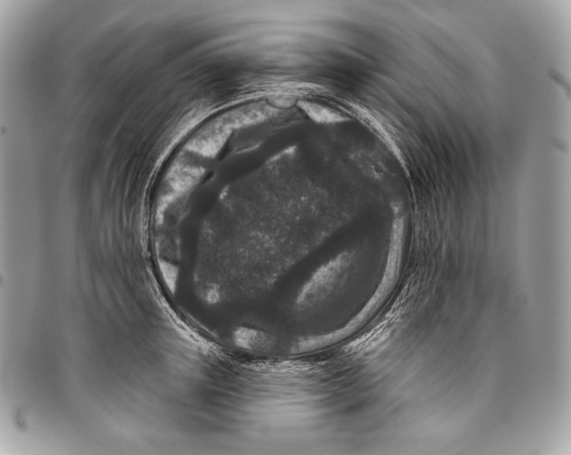 X0000096130851200802081324