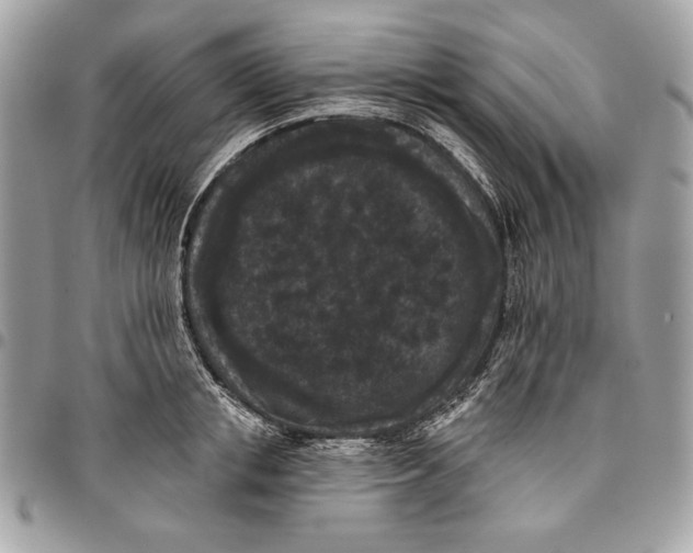 X0000096130853200802081324