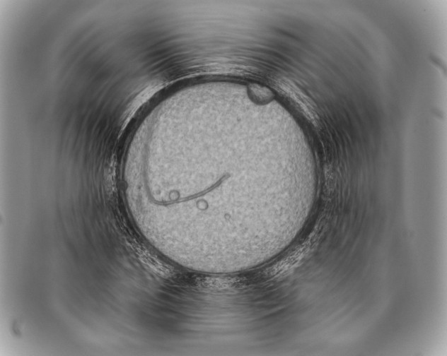 X0000096130875200802081323