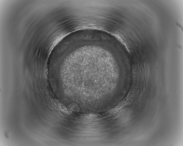 X0000096130879200802081323