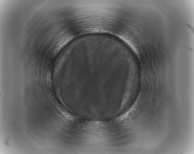 X0000096130881200802081323
