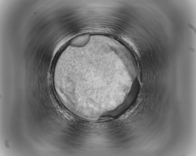 X0000096130928200802081322