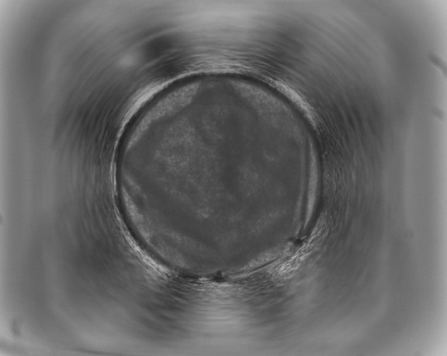X0000096130935200802081322