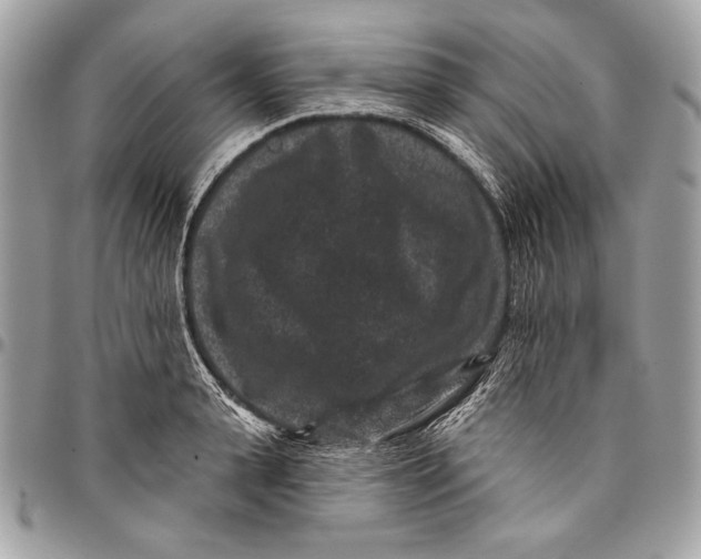 X0000096130943200802081322