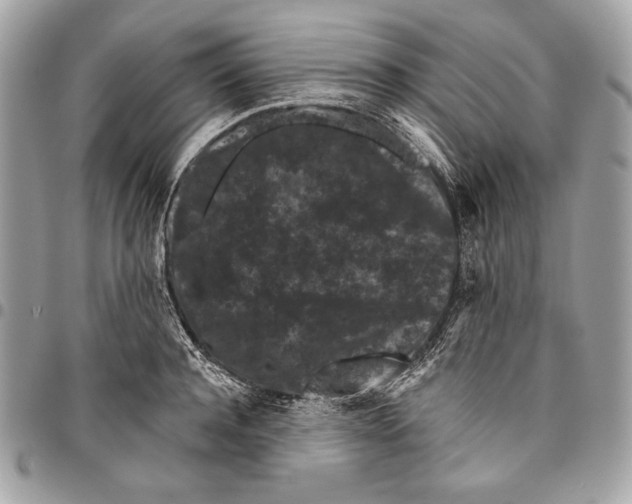 X0000096130944200802081322