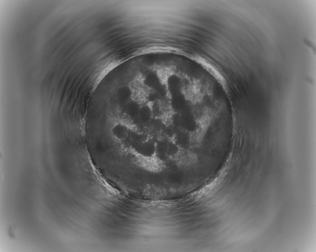 X0000096130953200802081322