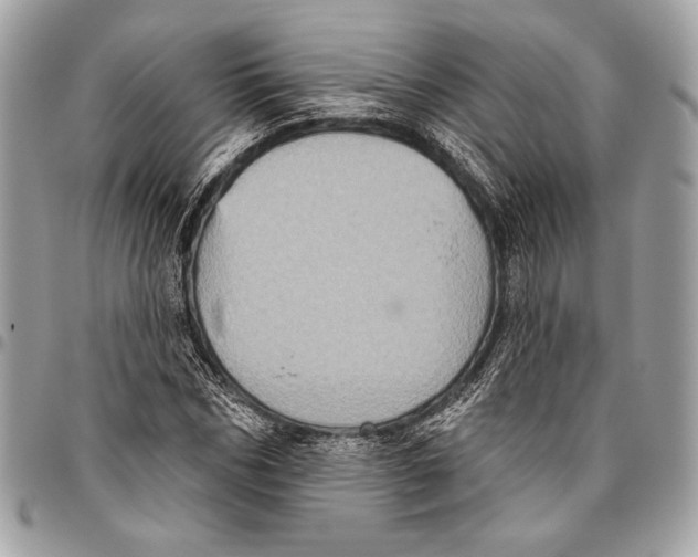 X0000096130970200802081321