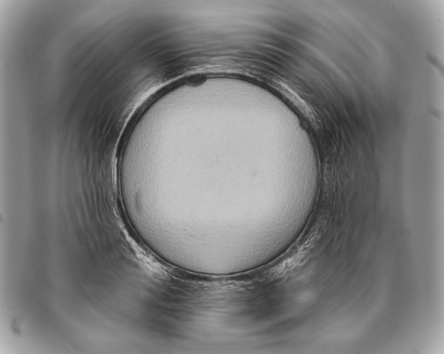 X0000096130988200802081321