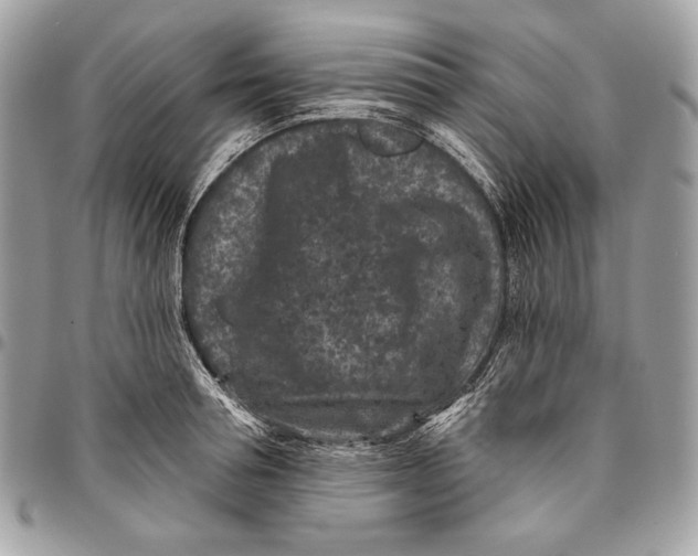X0000096130994200802081321