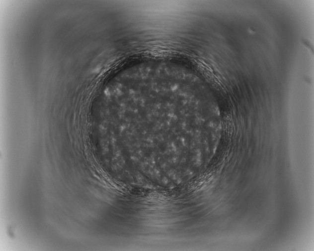 X0000096131009200802081320
