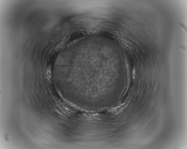 X0000096131011200802081320