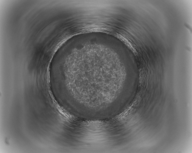 X0000096131031200802081321