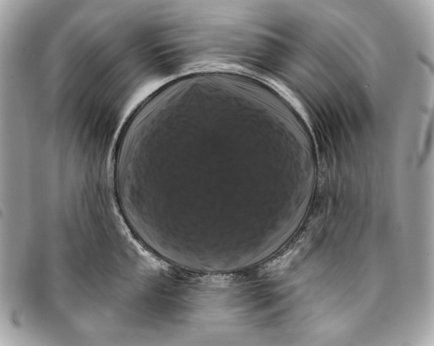 X0000096131053200802081321