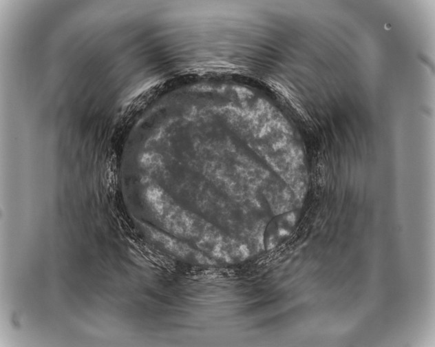X0000096131063200802081320