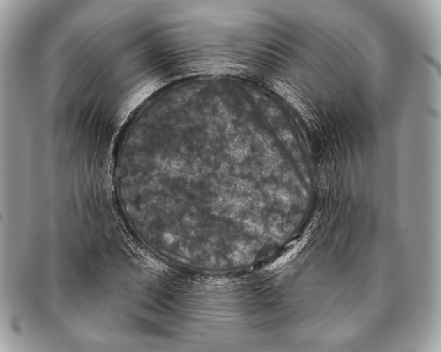 X0000096131071200802081320