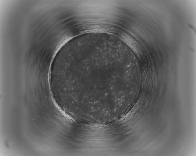 X0000096131084200802081320