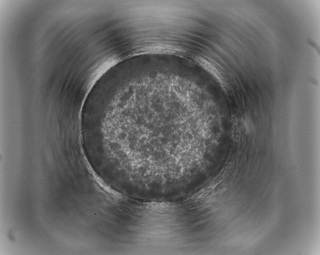 X0000096131087200802081320