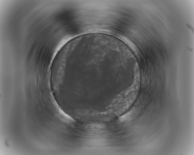 X0000096131102200802081319