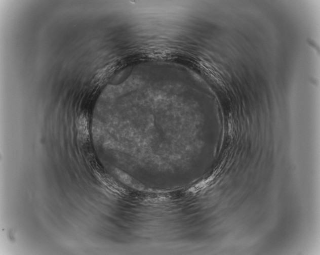X0000096131106200802081319