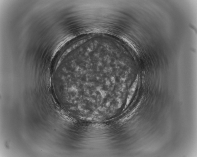 X0000096131117200802081319