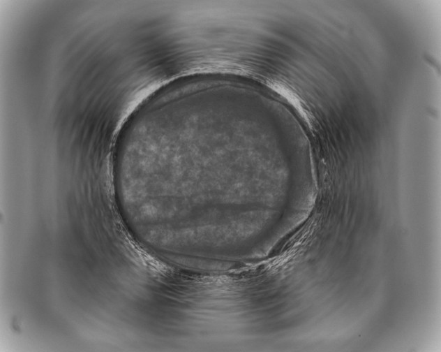 X0000096131120200802081319