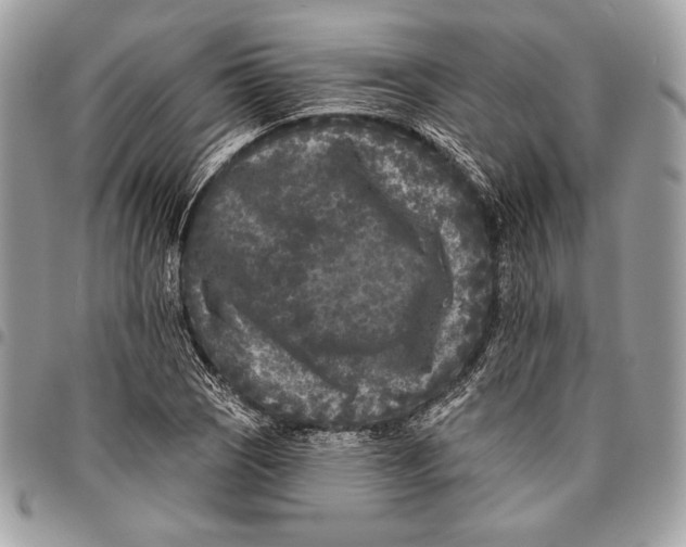 X0000096131121200802081319