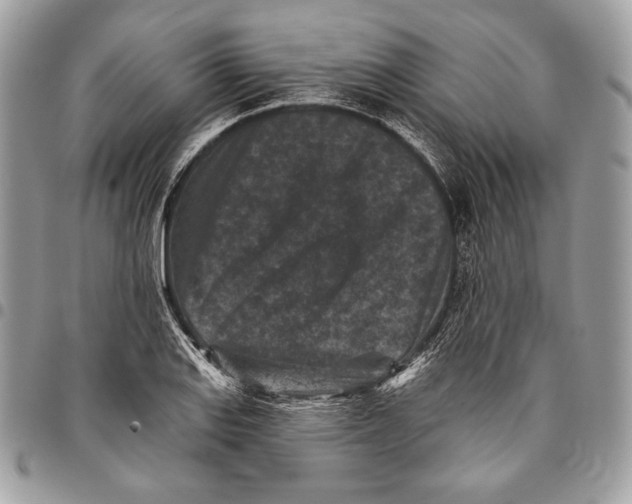 X0000096131127200802081319
